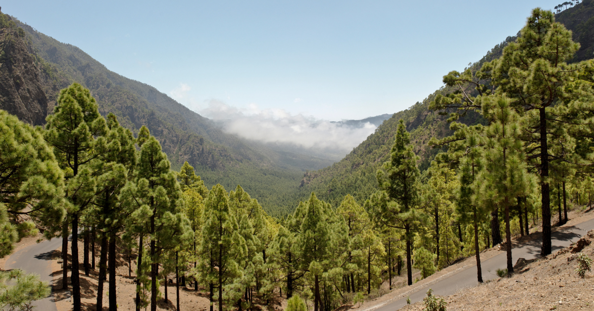 徳島の注文住宅で人気の間取りは